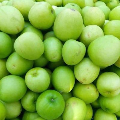 Trái cây miền Trung 8