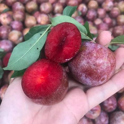 Trái cây miền Bắc